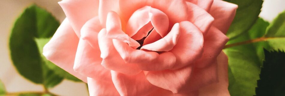 pink rose in bloom during daytime